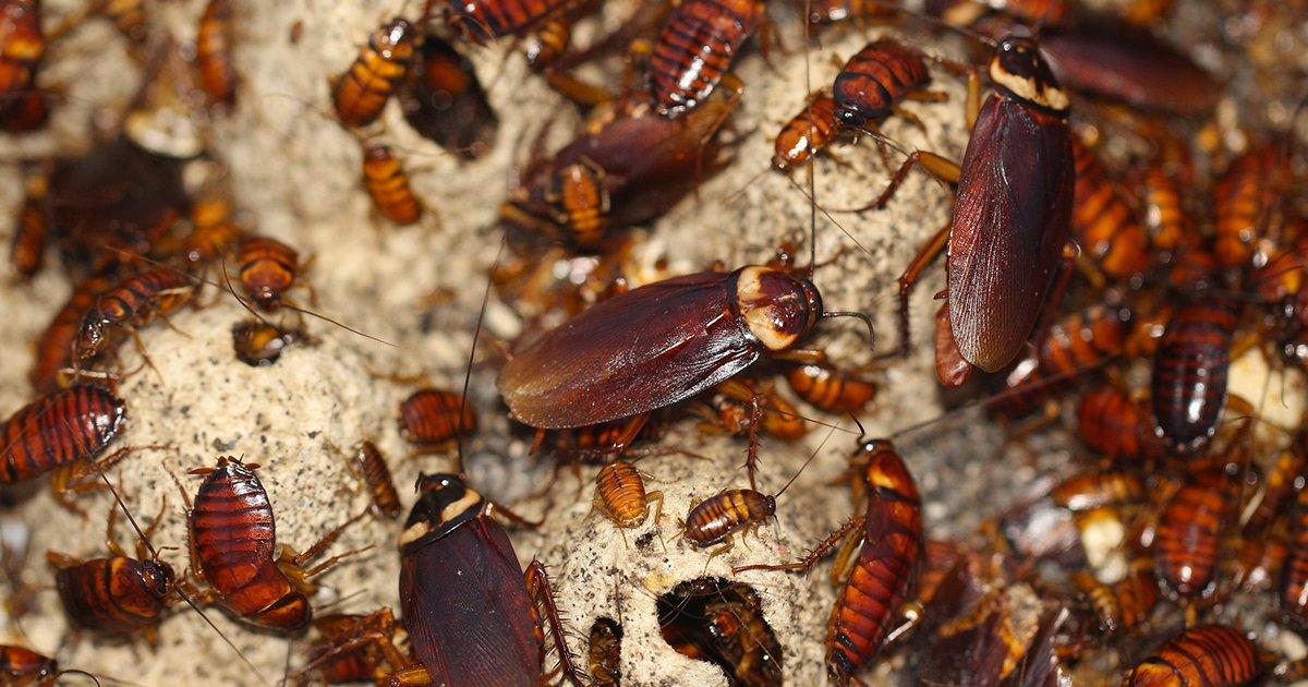 Company Offers People ₹1.5 Lakh To Release 100 Cockroaches In Their Houses. Call The Nope Police