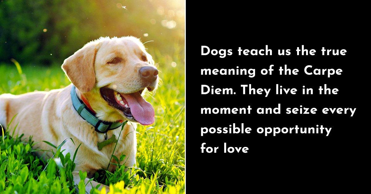 13 Ways In Which Dogs Bless Our Lives Every Day