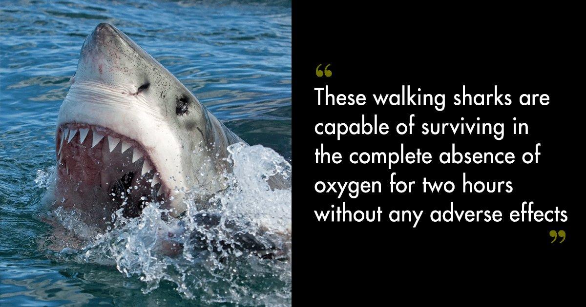 Sharks Are Now Walking On Land Due To Global Warming. Still Planning That Goa Trip?