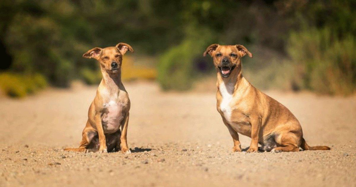 Dogs From This Gujarat Village Are Crorepatis & Own Land Worth ₹5 Crore. Yes, You Read That Right