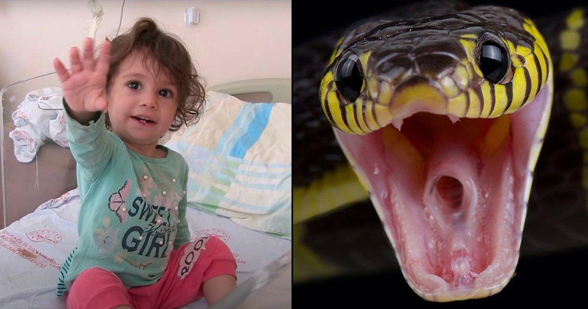 A Two-Year-Old Girl Was Bitten By A Snake, So She Bit It Back & Killed It
