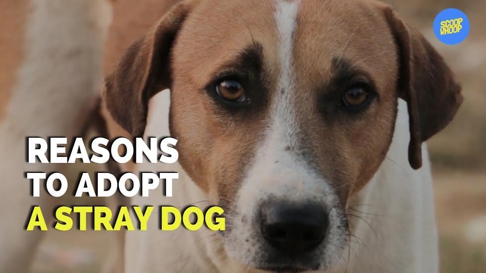 Reasons To Adopt A Stray Dog
