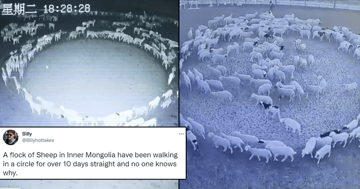 Ba Ba Scared Sheep? Flock Of Sheep Walking Round In A Circle For 12 Days Has Spooked People