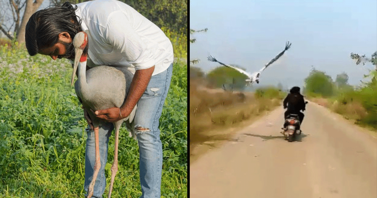 This Story Of UP Officials Separating A Sarus Crane From Its Owner Will Break Your Hearts