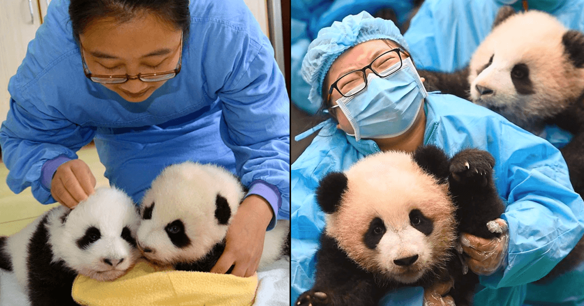 Best Job In The World? You Can Earn $32,000 Annually To Be A Panda Nanny