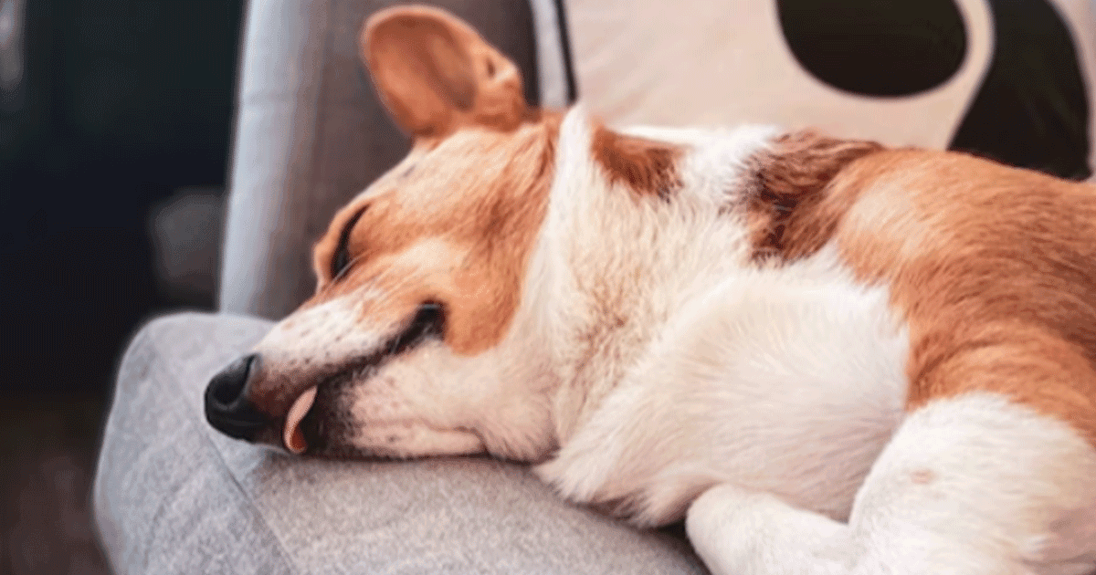 Ever Wondered What Your Pet Dog Is Dreaming About? Psychologists Have An Adorable Answer