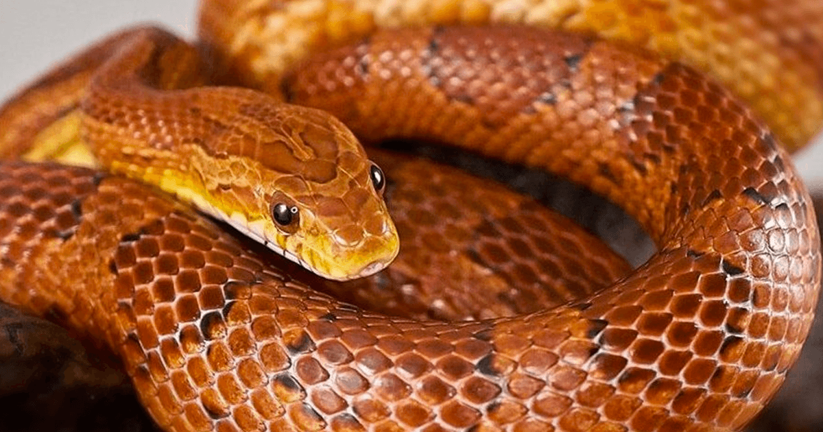 Unveiling the Secrets: Fascinating Facts About Snakes