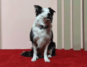A Dog At The 2024 Oscars Was Definitely Not Something We Saw Coming, But We Love ALL OF IT