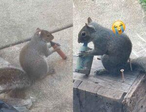 No, It’s Not Cute! Squirrels “Vaping” Points To A Serious And Overlooked Human Problem